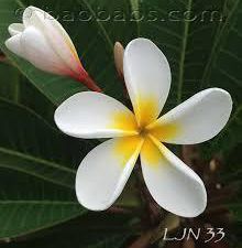 le Plumeria