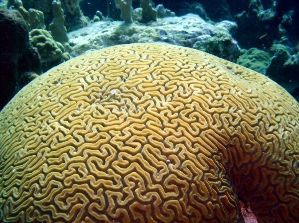 reconnaîtrez-vous le corail cerveau sur ces photos?