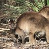 Kangaroo, Kangaroo Island, Australia