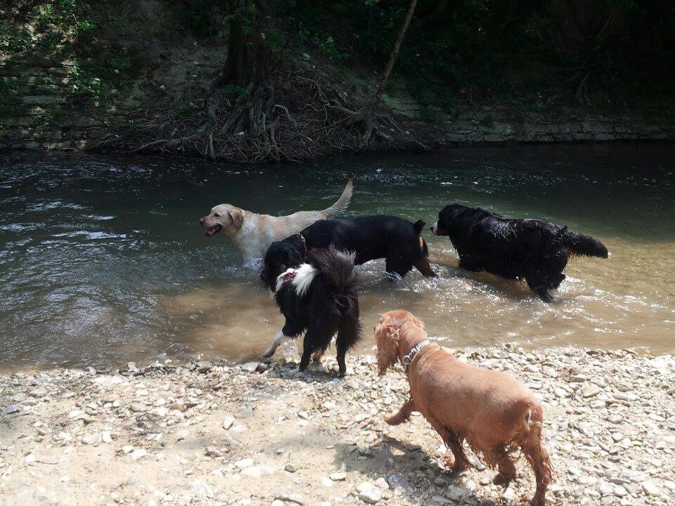 Quelques photos des sorties que nous avons faite. Chaque sortie est classée par date, avec les noms de chaque chien présents.