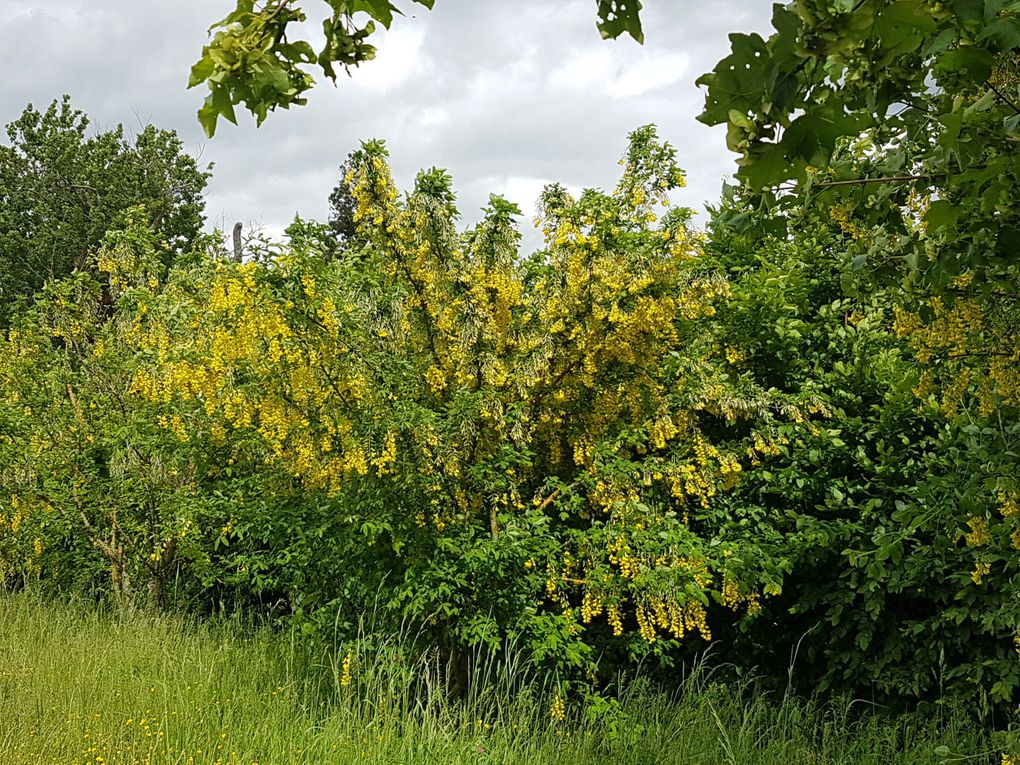 Jardin botanique universitaire