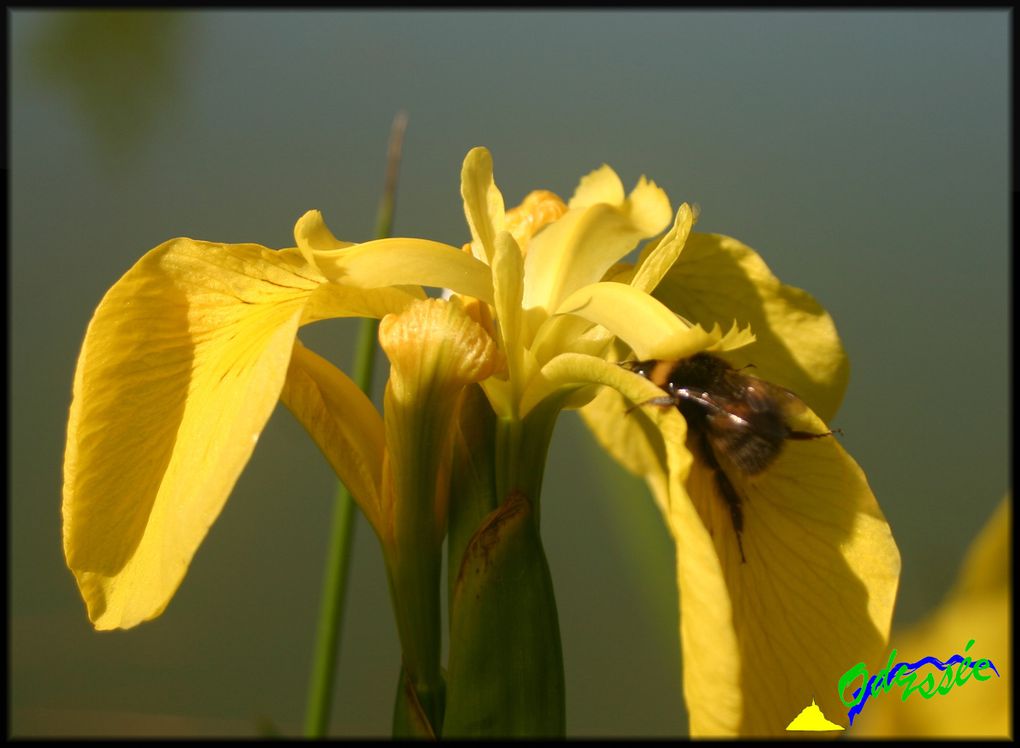 Iris Pseudacorus