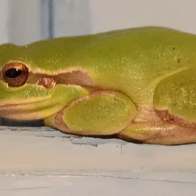 Une nouvelle colocataire : la rainette...