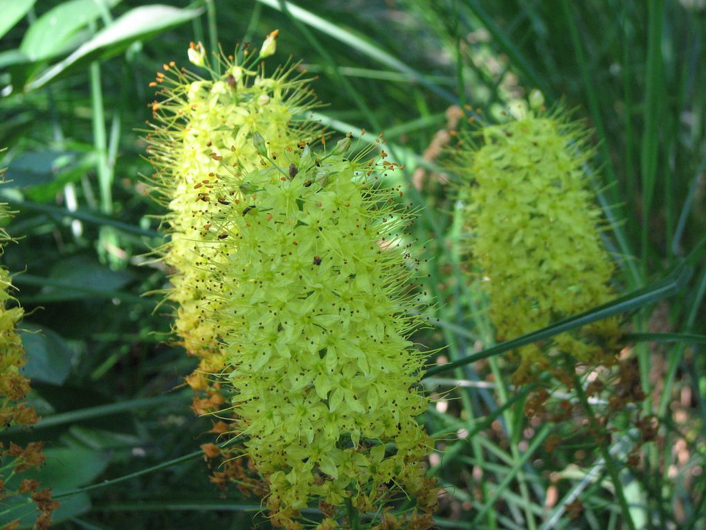 Album - Arboretum-des-Pres-des-Culands