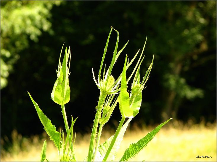 fleurs plantes arbres vegetaux