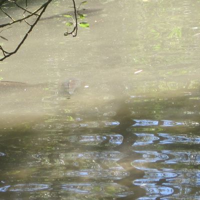Les Heures oisives, Urabe Kenkô
