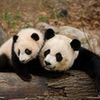 Extinción del Oso Panda