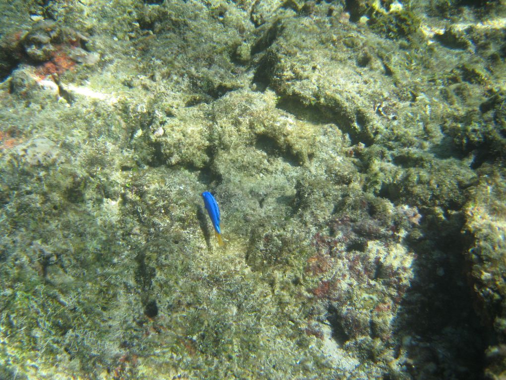 Album - FIJI---Shark Bay - Mana-Island