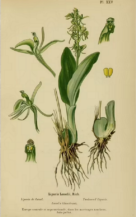 Liparis (orchis terrestre)