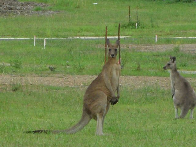 Album - AUSTRALIE-COTE-EST-1