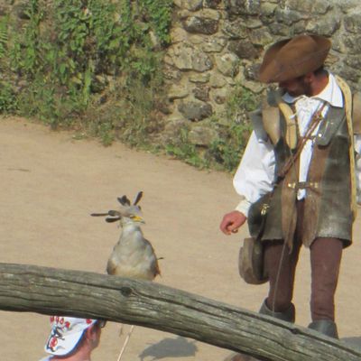 Un oiseau du Puy Du Fou