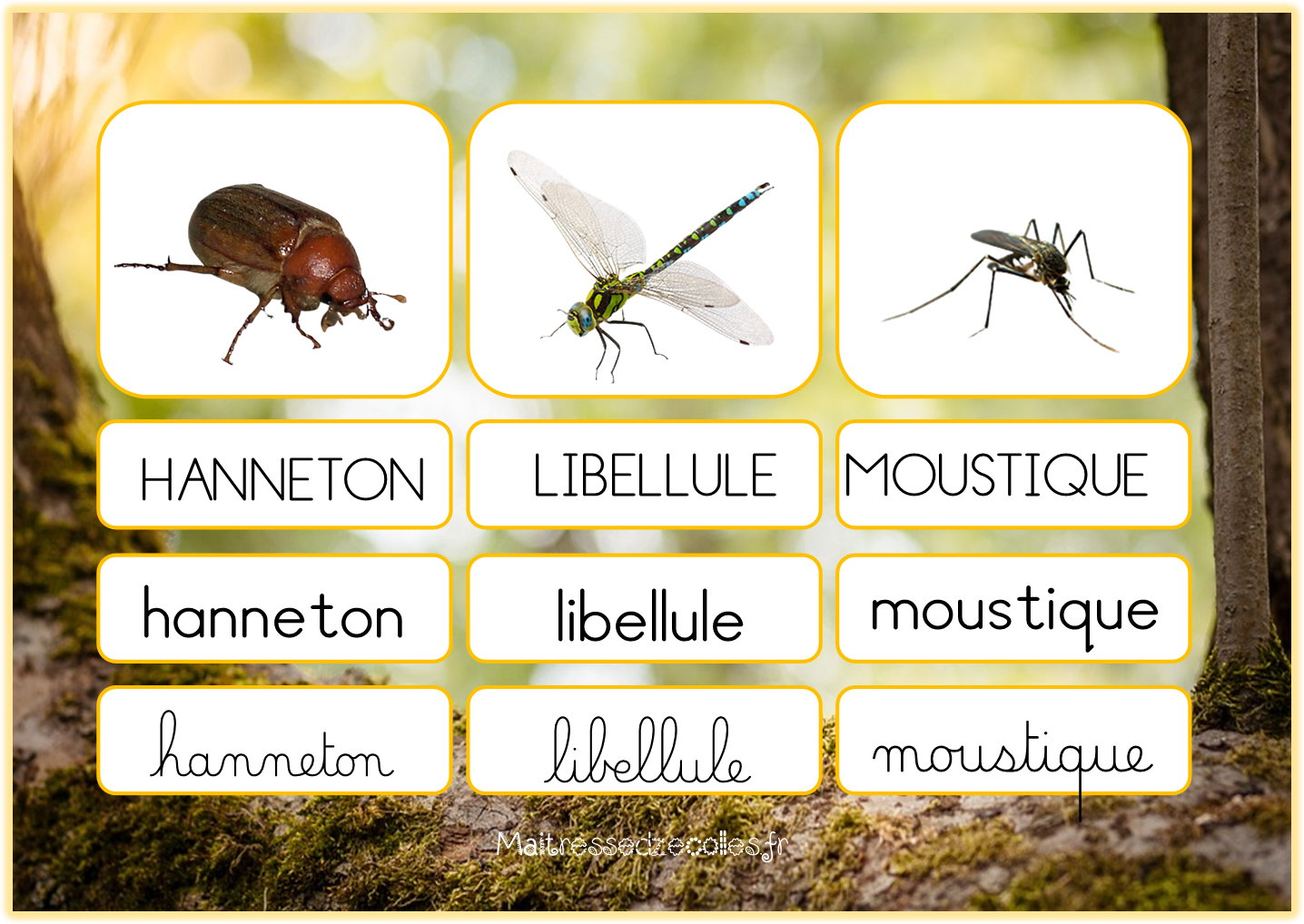 Page De Garde Insecte Pour Mettre Sur Un Cahier Les insectes : Correspondance des mots 3 écritures - Mes tresses D Zécolles