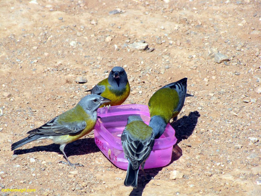 Album - Argentine-Sierras-de-la-Quijada