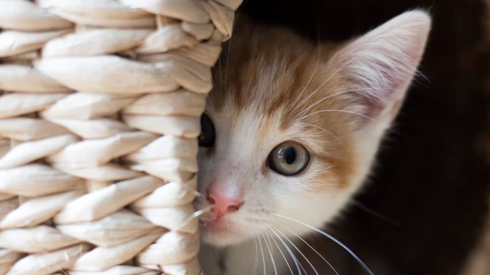 comment eviter de perdre son chat