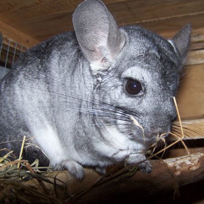 Les photos de Lewis, le petit mâle chinchilla