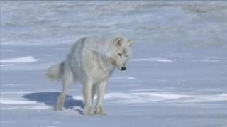 Sortie en 2005, film de thierry Ragobert et thierry piantanida