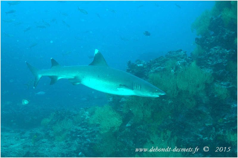 La silouhette très allongée du requin à pointes blanches est caractéristique.