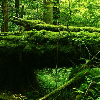 Recréer une forêt primaire en Europe…