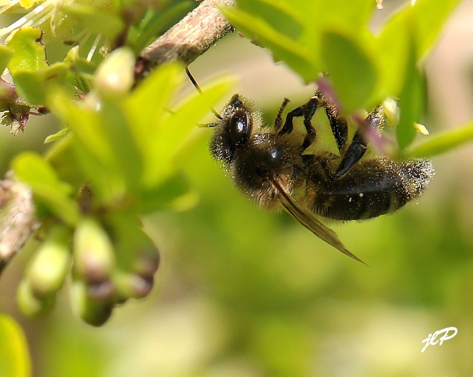 mes photos d'insectes de toutes espèces