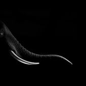 dramatic black and white portraits of exotic animals