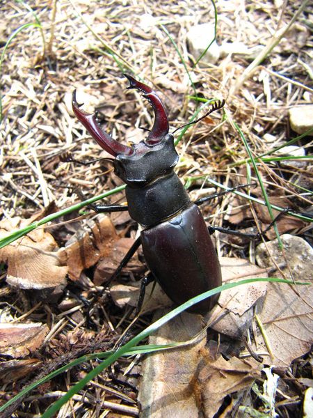 Scarabée forêt des cèdres Lubéron 