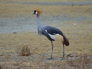 Au Pays de Simba : Ngorongoro crater