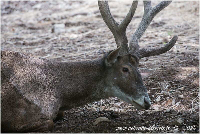 Le cerf de Thorold, aussi appelé cerf à museau blanc, n'est pas véritablement un cerf. Des études récentes ont en effet démontré qu'il n'appartenait pas au genre Cervus, comme les scientifiques le pensaient initialement, mais plutôt au genre Prezwalskium, dont il serait le seul représentant encore vivant.