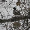 "Les oiseaux du lac de maine..."