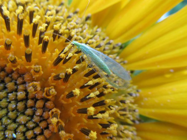 Sonnenblumen mit Florfliege und Hummel