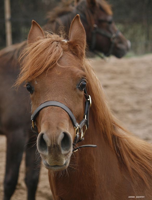 Fille de Qr MARC (MARWAN AL SHAQAB) et GAZELIA DU GREOU par MOZART.
extraordinaire pouliche très typée, le dish de son père, un modèle excellent, les gros yeux de sa mère pure espagnole, très bons membres et très bon dos.
à retrouver sur le