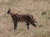 Cratère du Ngorongoro - félins en folie
