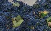 #Mourvedre Producers Central Valley California Vineyards 