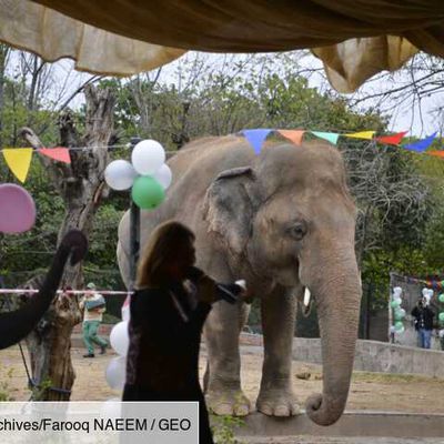 L'éléphant maltraité du Pakistan en partance pour le Cambodge