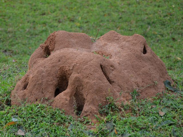 Album - Sri Lanka 1