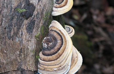 Champignons calédoniens