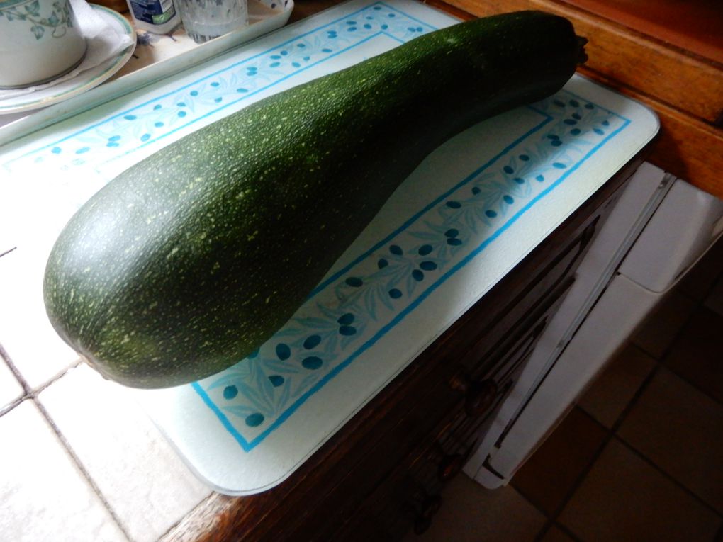 Des courgettes XXL