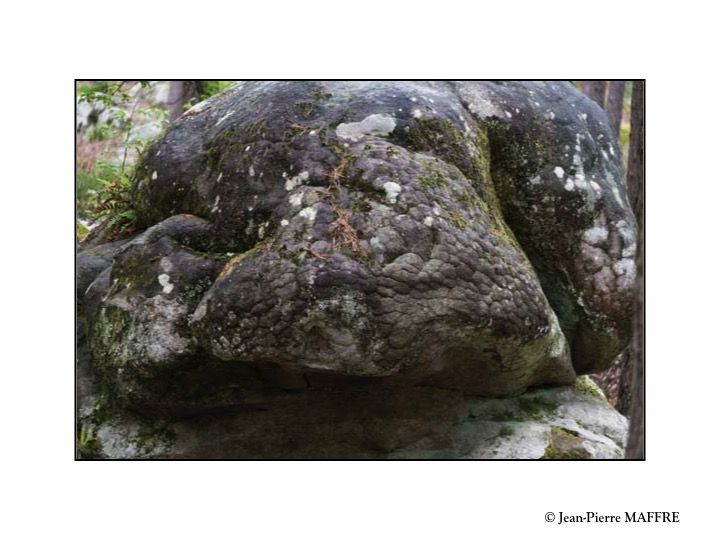 Quelle belle découverte que cette profusion de rochers aux formes insolites qui peuplent l'inoubliable forêt de Fontainebleau.