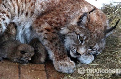 Des bébés lynx dans le zoo de Vladivostok