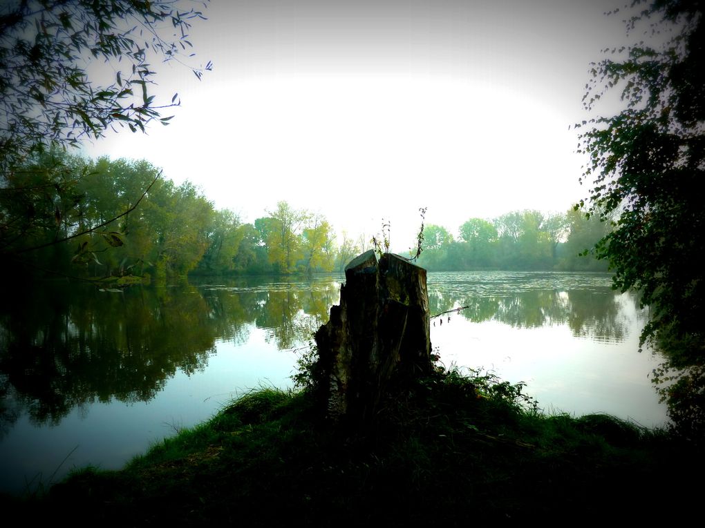 Parc aux chats, Amiens