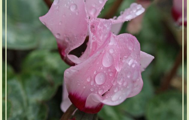 Fleurs de cyclamen