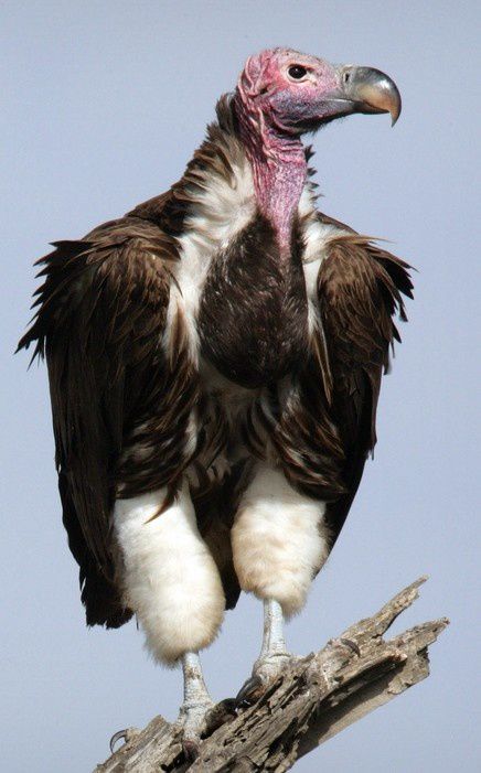 Album - oiseaux-de-proie