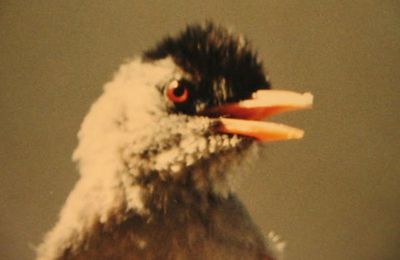 ABHAYA, K. 2001. Note sur le régime alimentaire du Merle pays Hypsipetes borbonica oiseau endémique de l'île de La Réunion. Bull. Phaethon, 13 : 53.