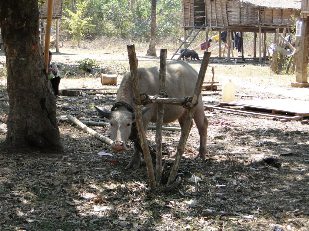 Album - cambodge-3