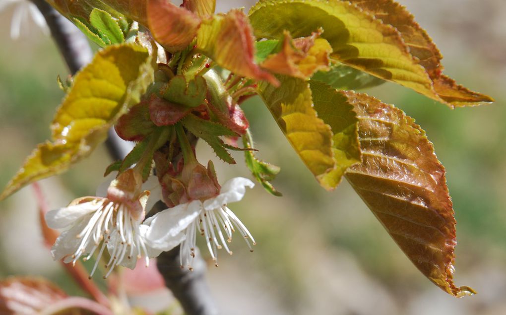 Photos personnelles gratuites et libres de droits sur la nature, l'environnement et le patrimoine