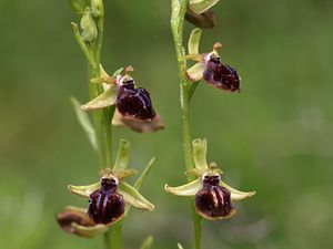 Photo de droite : Ophrys Araignée tirée de Wikipédia)