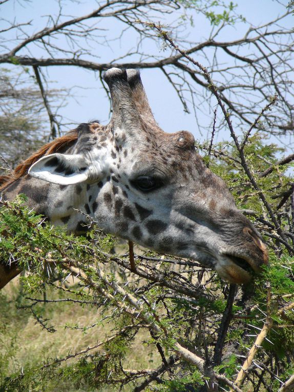 Album - Tanzanie-2007