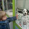 Léon et le dalmatien !