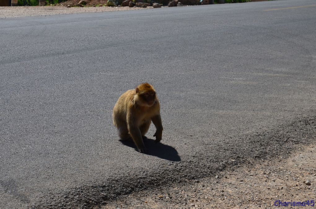 Sur la route de Meknès, Azrou, Ifrane (Maroc en camping-car)