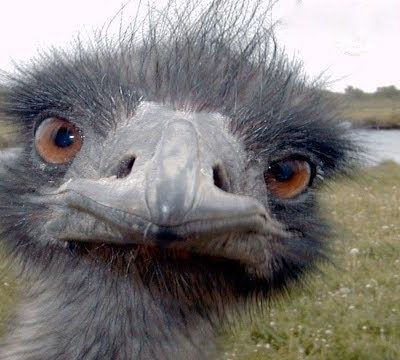 Hangout 2017 - DIMANCHE 22 OCTOBRE 2017