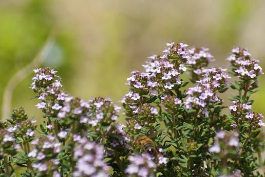 Fleurs de thym butinées par une abeille - Photom@rie